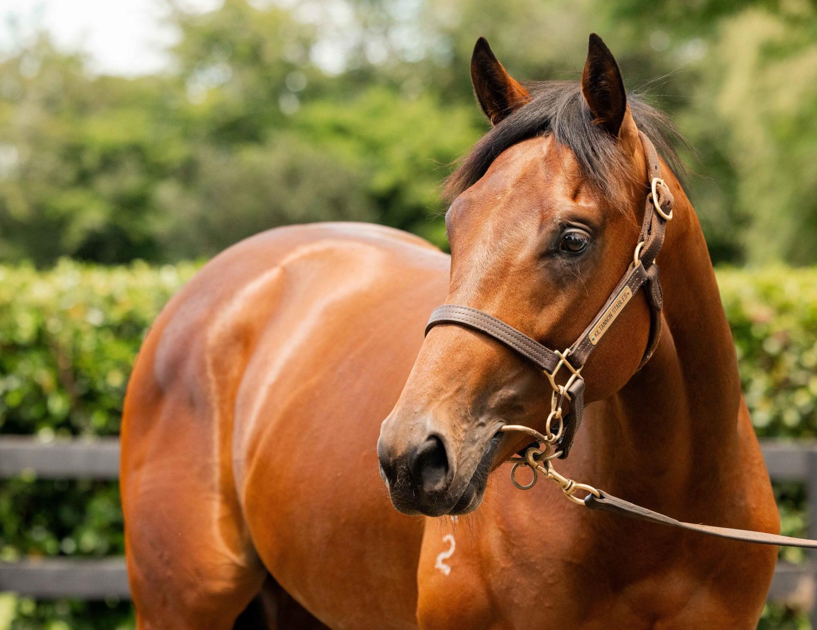 Churchill (IRE) – Zermatt (AUS)